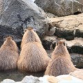 アクアトトぎふのカピバラテラス 3/19オープン