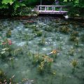 関市板取 根道神社のモネの池が噂通りの美しさ!まさに動く絵画か。