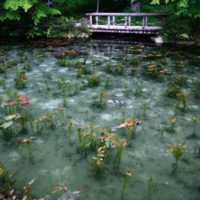 関市板取　根道神社のモネの池が噂通りの美しさ！まさに動く絵画か。