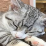 ねこ