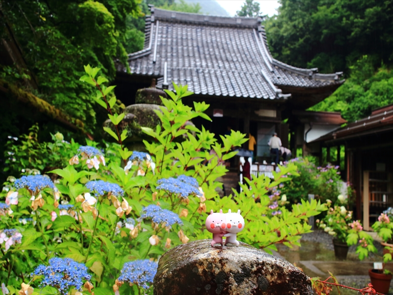 山県市のあじさいの山寺三光寺 紫陽花の種類と数が膨大だった Gifu Walker