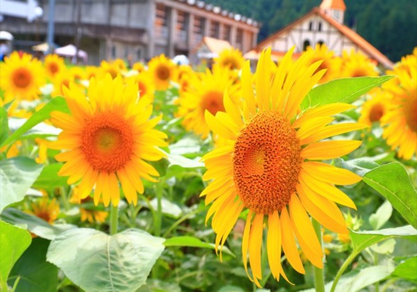 洲原ひまわりの里 美濃市