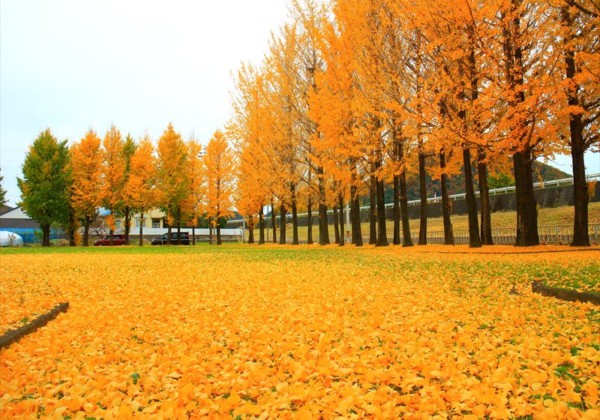 岐阜市 雄日ヶ丘公園の紅葉 イチョウ