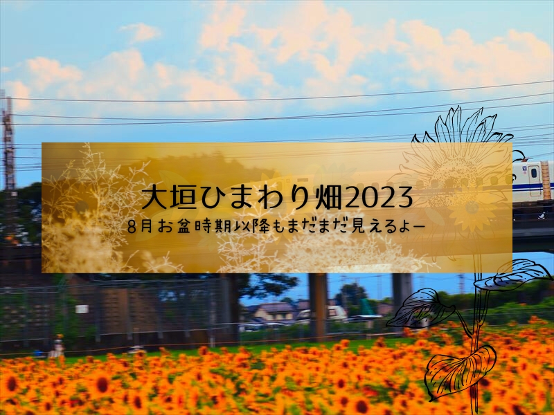 大垣ひまわり畑　2023年