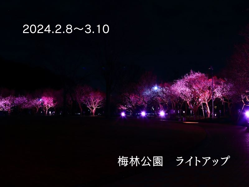 岐阜市の梅林公園がライトアップやっとるよーってことで見に行ってきた。