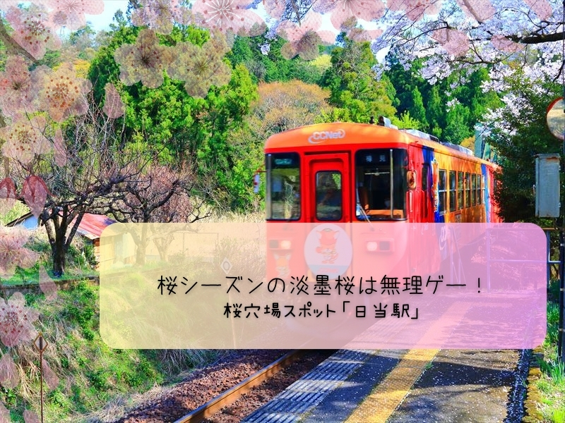 樽見鉄道　日当駅　桜と電車