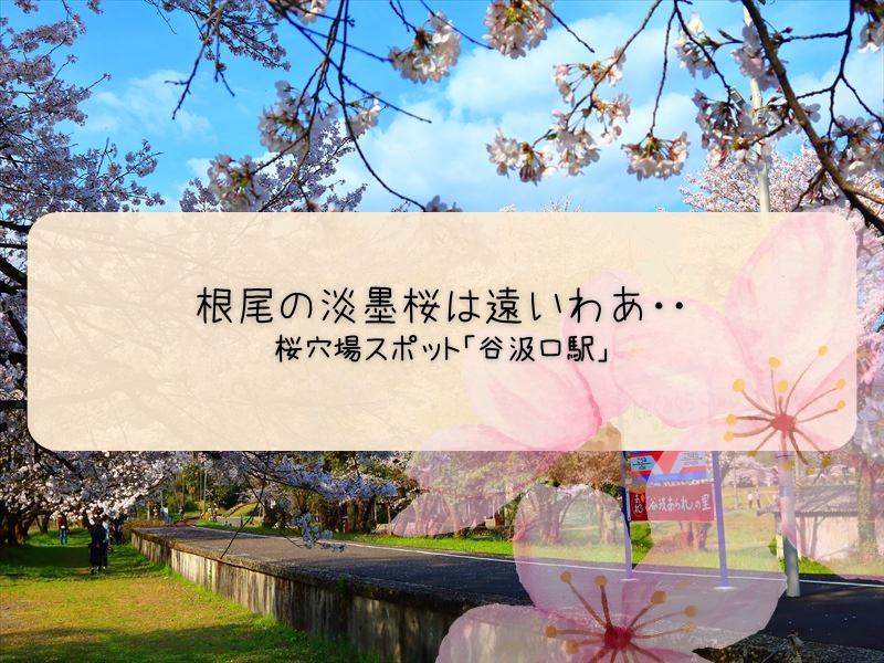 淡墨桜に行くには遠いわって思った場合の桜撮影「樽見鉄道　谷汲口駅」