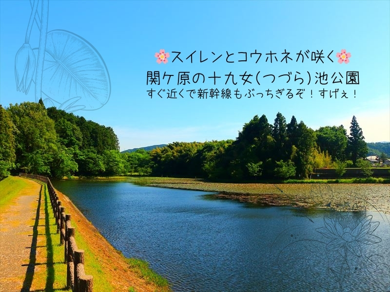 関ケ原町の十九女池公園。つづら池って難読すぎじゃねー！スイレンなどがきれい。新幹線も！