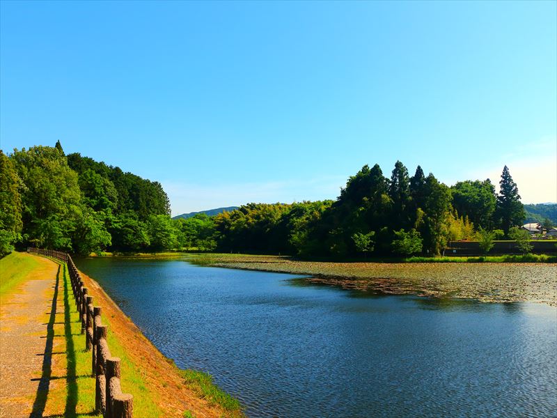 関ケ原　スイレンとコウホネの十九女池公園（つづら池）と新幹線も。