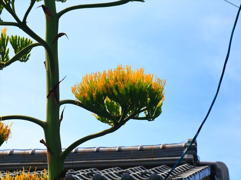 岐阜　揖斐川町　リュウゼツランの花