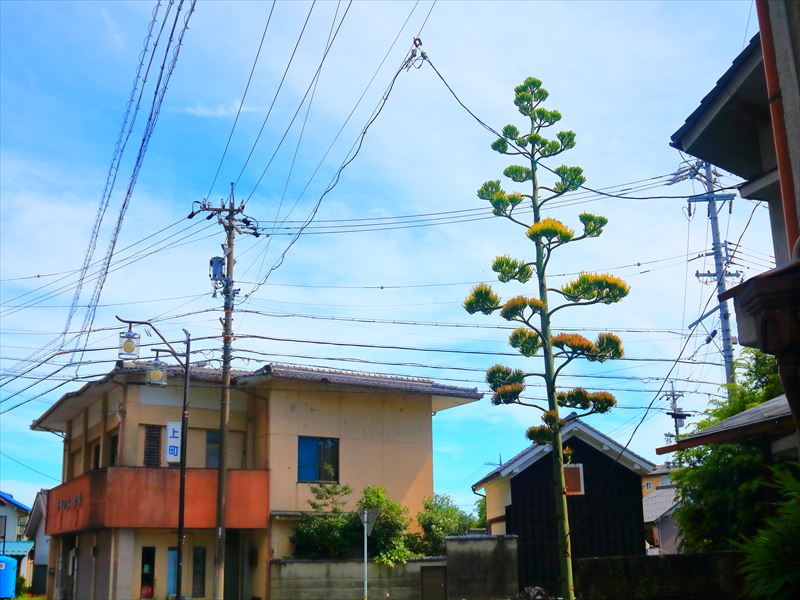 岐阜　揖斐川町　リュウゼツランの花