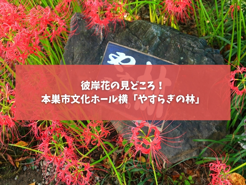 本巣市のやすらぎの林。彼岸花が見頃・・。だと思っている